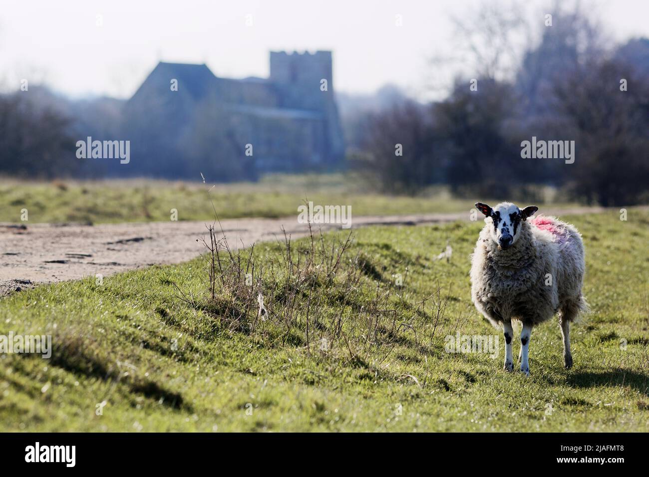 Sheep Northamptonshire Stock Photo