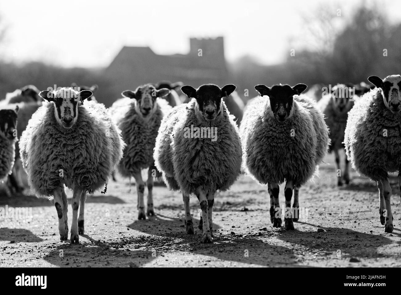Sheep Northamptonshire Stock Photo