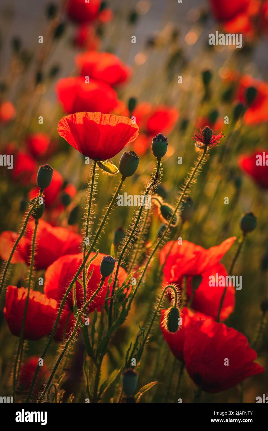 Beautiful spring floral background. Red poppies in green grass. Photo in shallow depth of field. Stock Photo