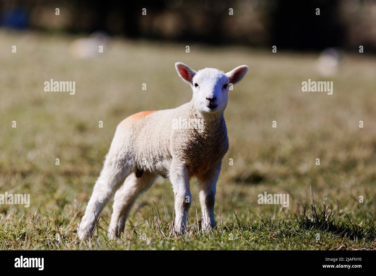 Lambs Stock Photo