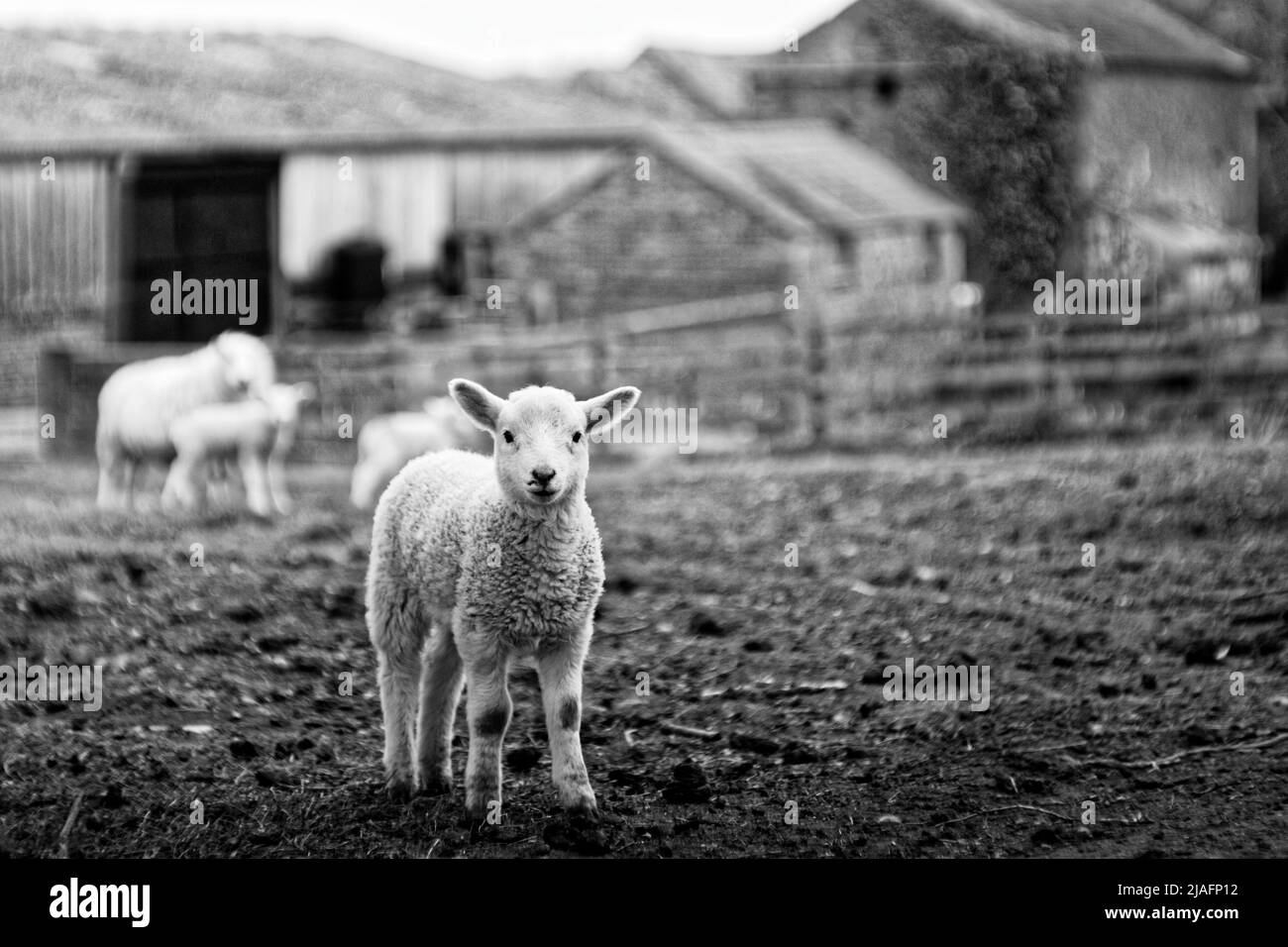 Sheep and Lamb Stock Photo