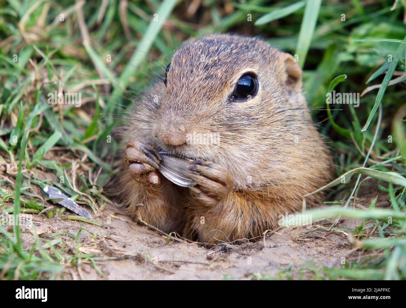 Cute Europen ground squirrel eat in the natural environenment, close up ...