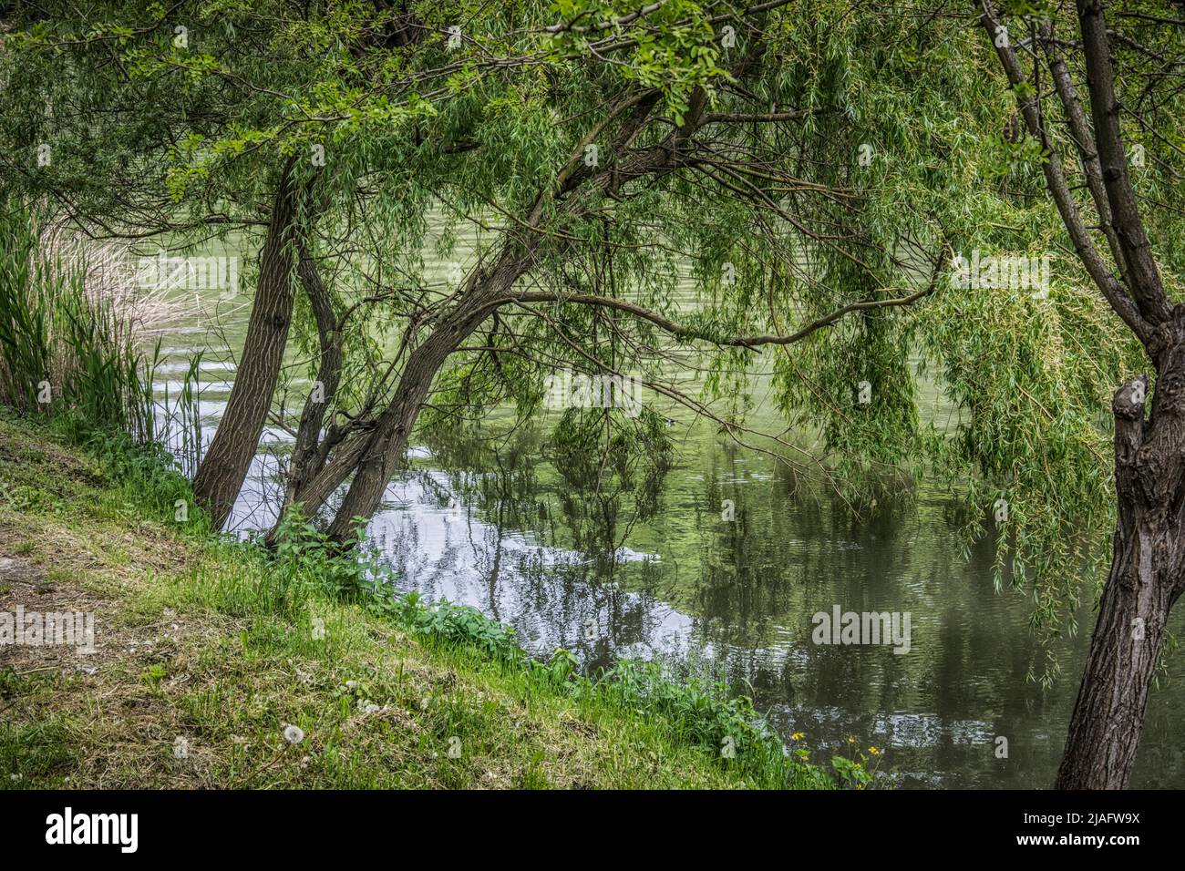 Beautiful nature on the banks of Western Morava river in Serbia Stock Photo