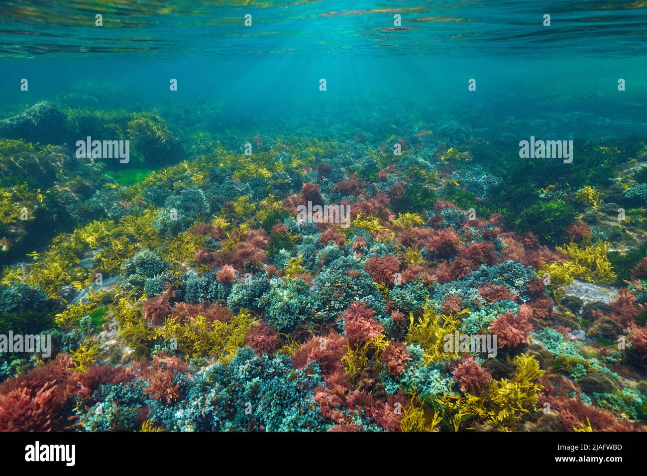 Colorful algae underwater below water surface in the ocean, Atlantic seaweeds, Spain Stock Photo