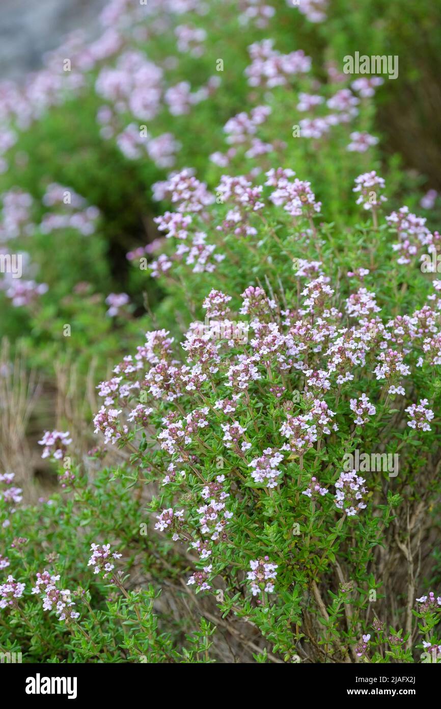 Thymus vulgaris, common thyme, garden thyme, pot-herb thyme, Thymus vulgaris 'German Winter', Thymus vulgaris 'Deutsche Auslese', Thymus vulgaris Fren Stock Photo