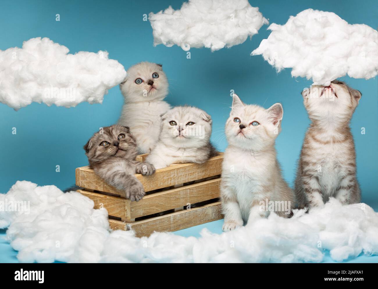 Kawaii cat hi-res stock photography and images - Alamy