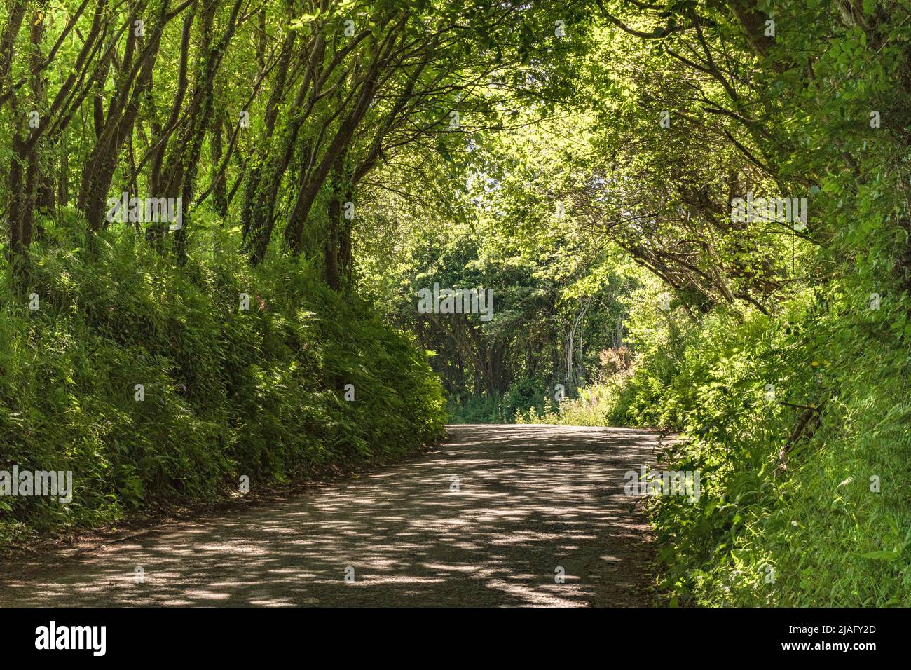 Overhead deciduous canopy of tree-lined country lane in Summer sun. Stock Photo