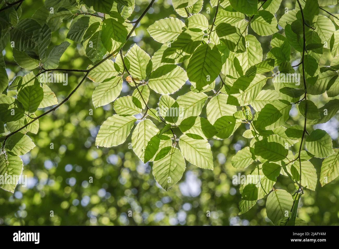 Mass of Beech / Fagus sylvatica leaves in sunlit tree canopy. Bbeech wood used for furniture making. Young leaves edible, & plant used medicinally. Stock Photo