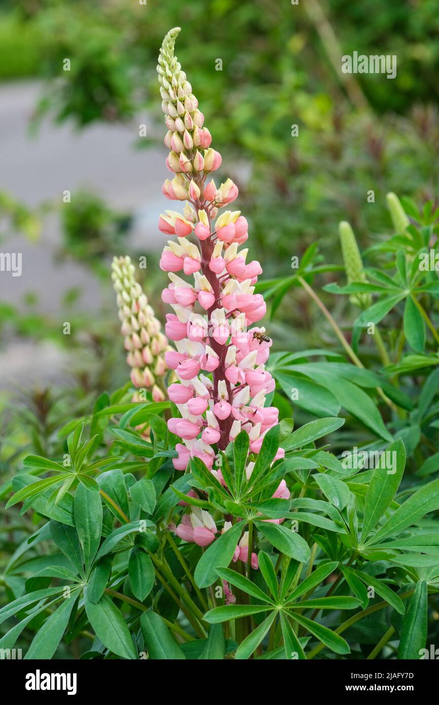 Lupinus 'The Chatelaine' (Band of Nobles Series). Lupin 'The Chatelaine'. Spikes of rosy-pink flowers with contrasting white standard petals Stock Photo