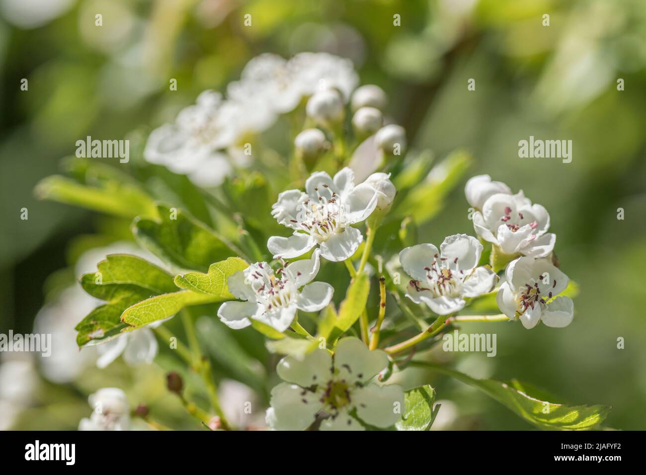 Close-up of white flower blossom of Common Hawthorn tree / Crataegus monogyna blossom. For May blossom and medicinal plants used for herbal cures. Stock Photo