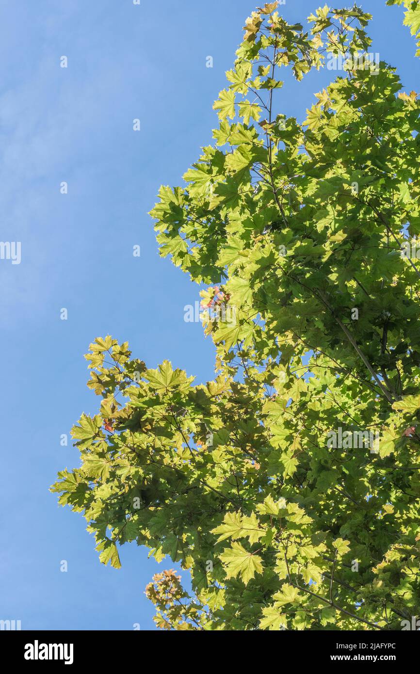 Foliage / leaves of Sycamore / Acer pseudoplatanus in bright summer sunlight. Member of Maple family used for herbal cures. Sunshine through leaves Stock Photo