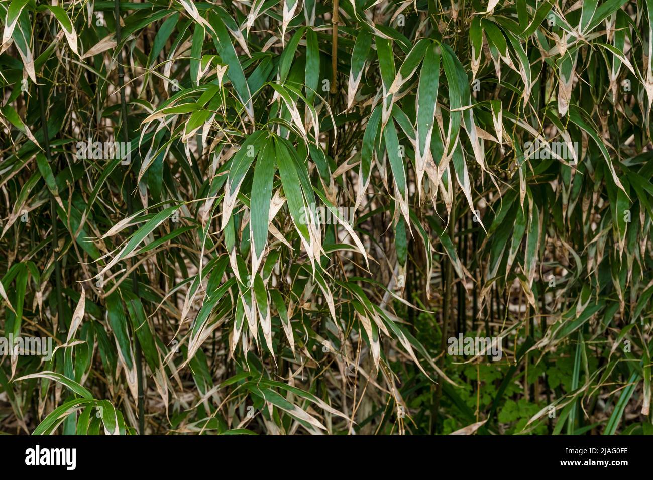 The leaves of Bambusa Pseudasosa Japonica Arrow Bamboo turning brown