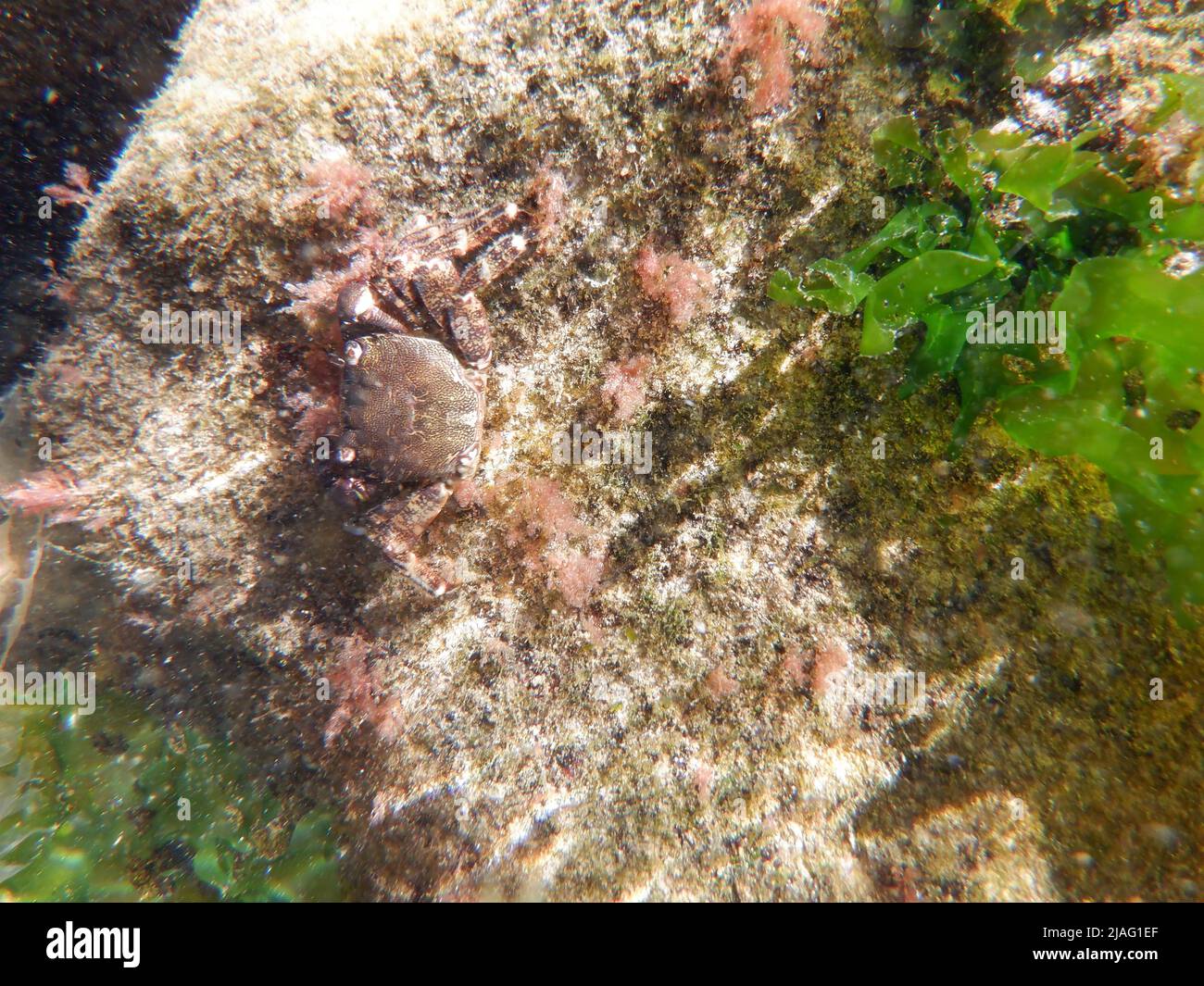 crab-underwater-scenery-hi-res-stock-photography-and-images-alamy
