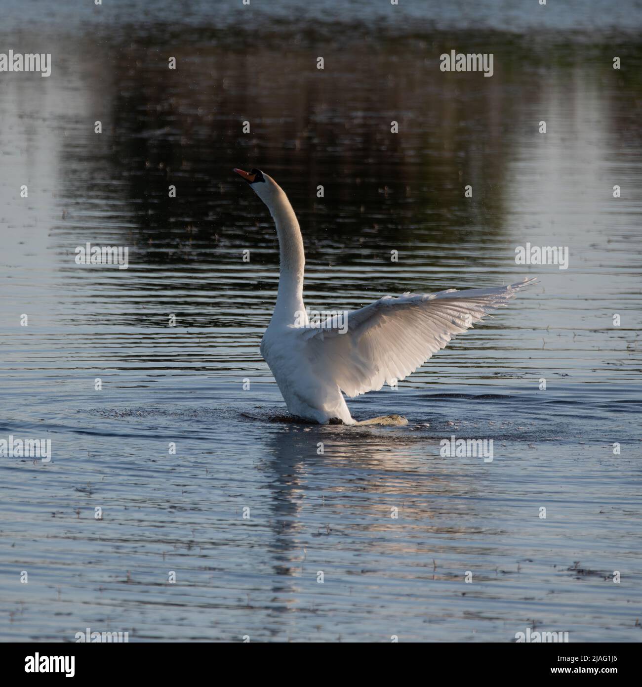 Beautiful Mute Swan Cygnus Olor on lake with wings spread open showing