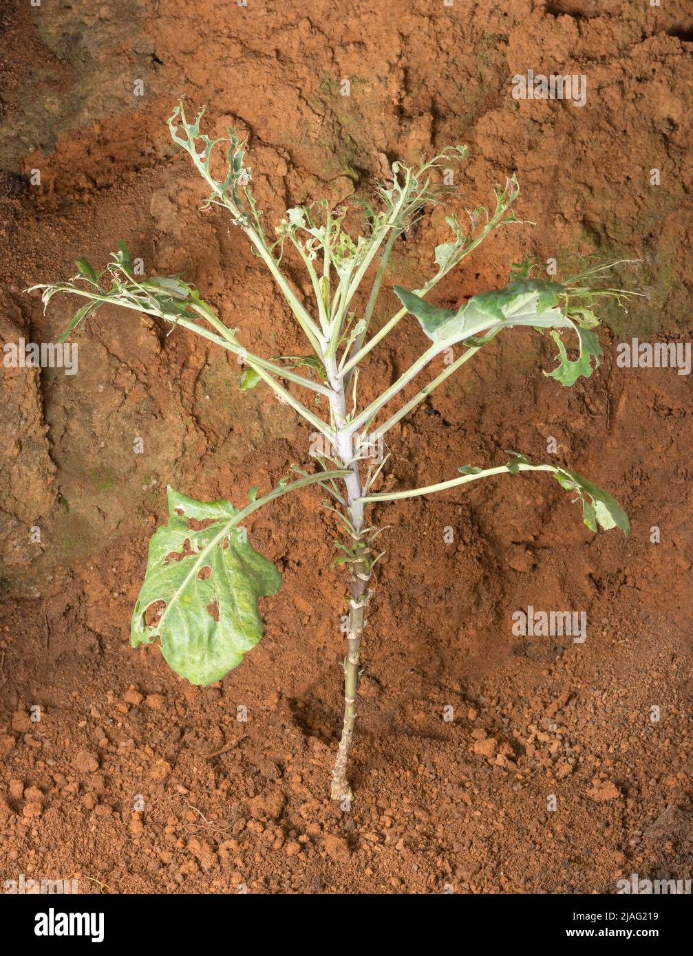 young cabbage plant damaged by insect pests, caterpillars and cabbage worm, ticks and vegetable plant diseases Stock Photo