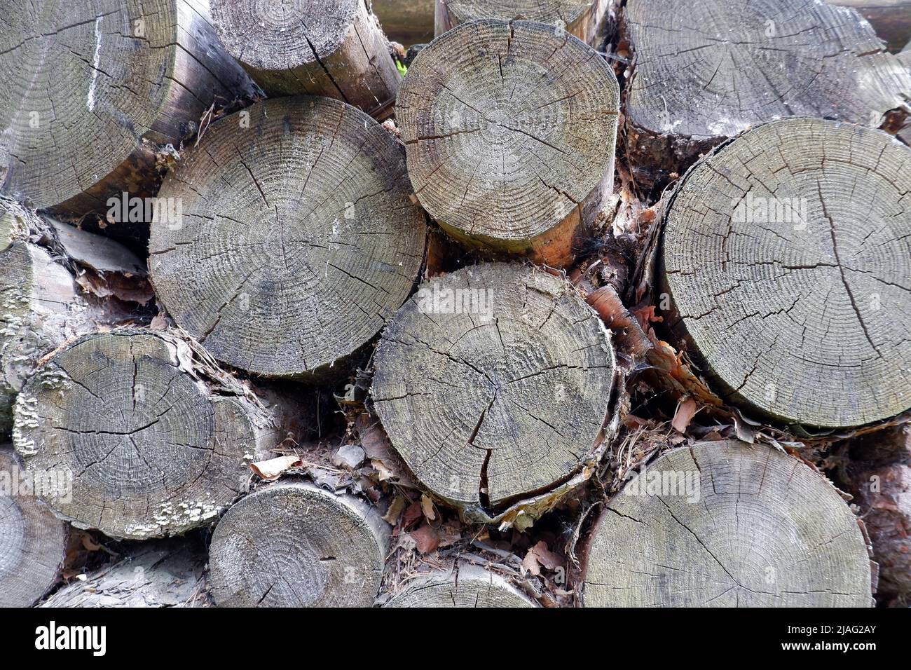 Stacked round gray logs close up Stock Photo