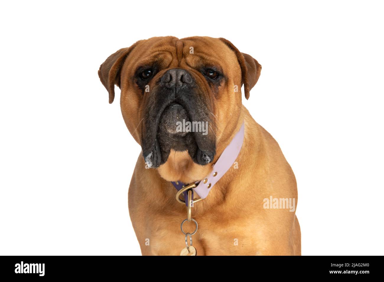 Drools hi res stock photography and images Alamy
