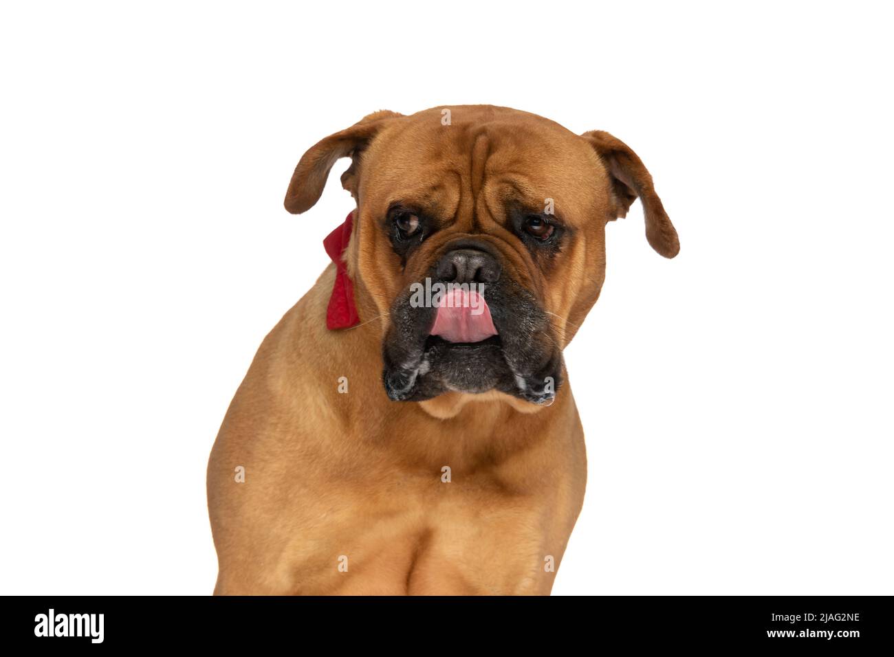 Red nose hot sale bullmastiff