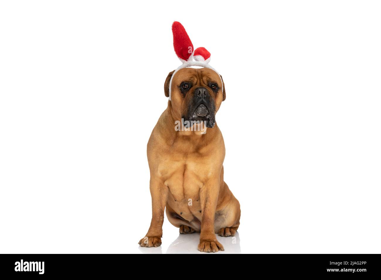 Drooling dog isolated hi-res stock photography and images - Alamy