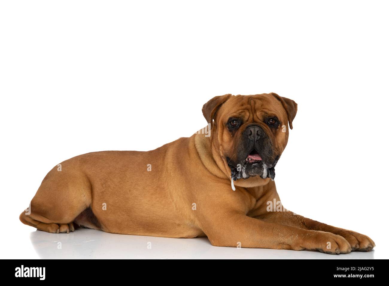 side view of cute bullmastiff dog laying down, panting and drooling on white background in studio Stock Photo