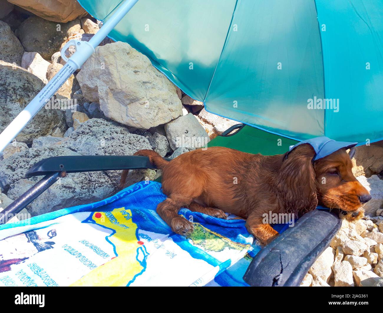 Cute three month old male puppy cocker spaniel dog Johnny lying on a