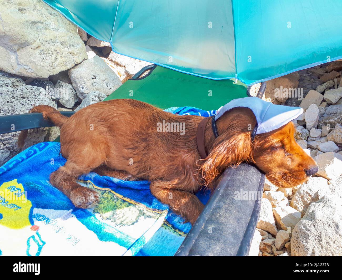 Cute three month old male puppy cocker spaniel dog Johnny lying on a