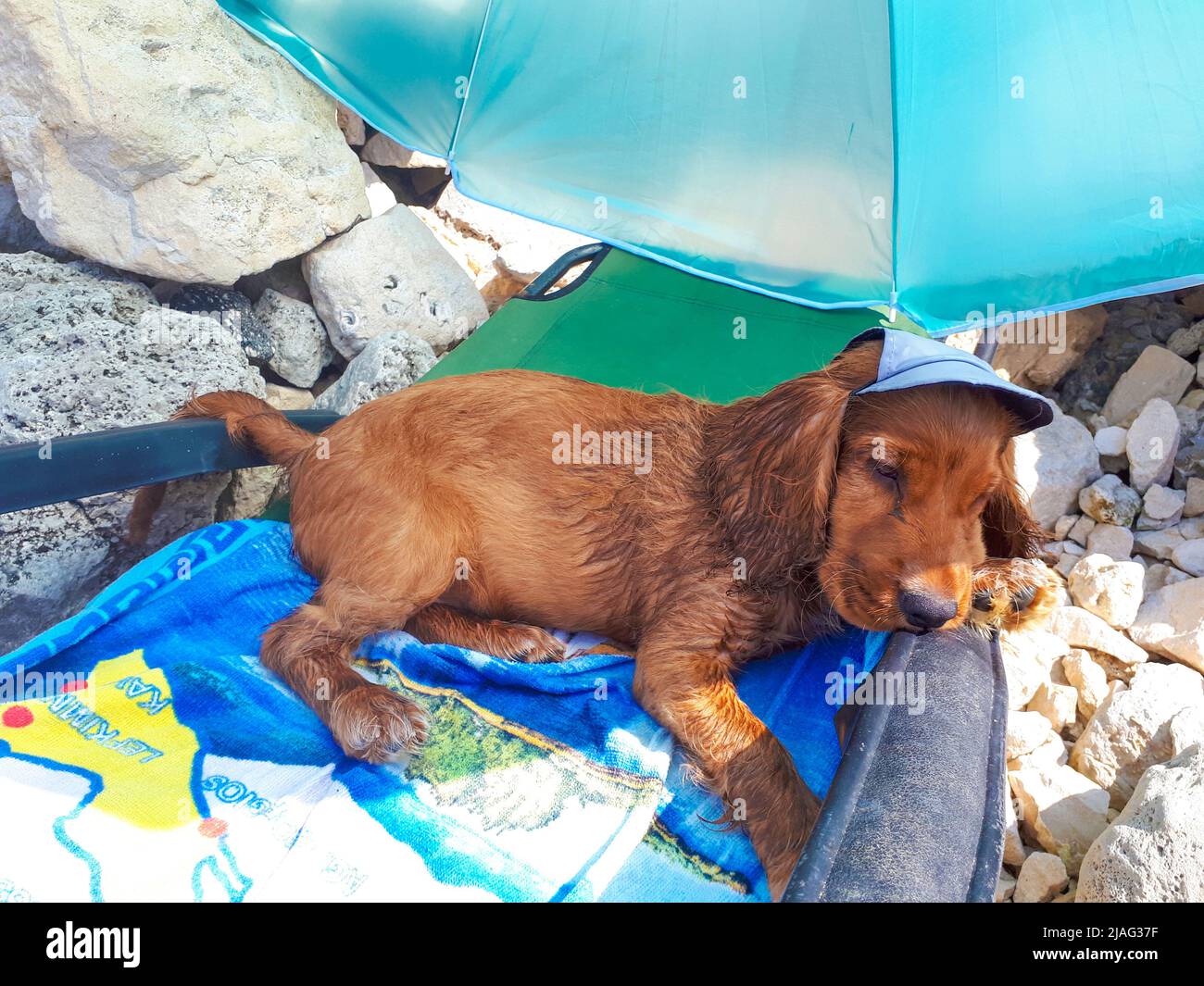 Cute three month old male puppy cocker spaniel dog Johnny lying on a