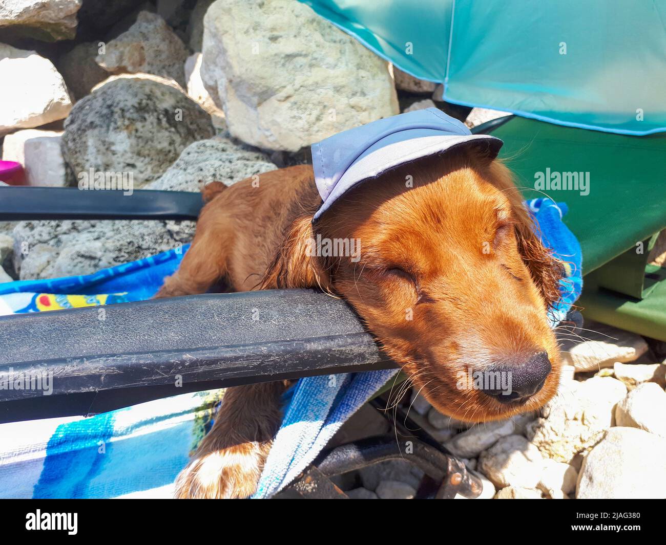Cute three month old male puppy cocker spaniel dog Johnny lying on a