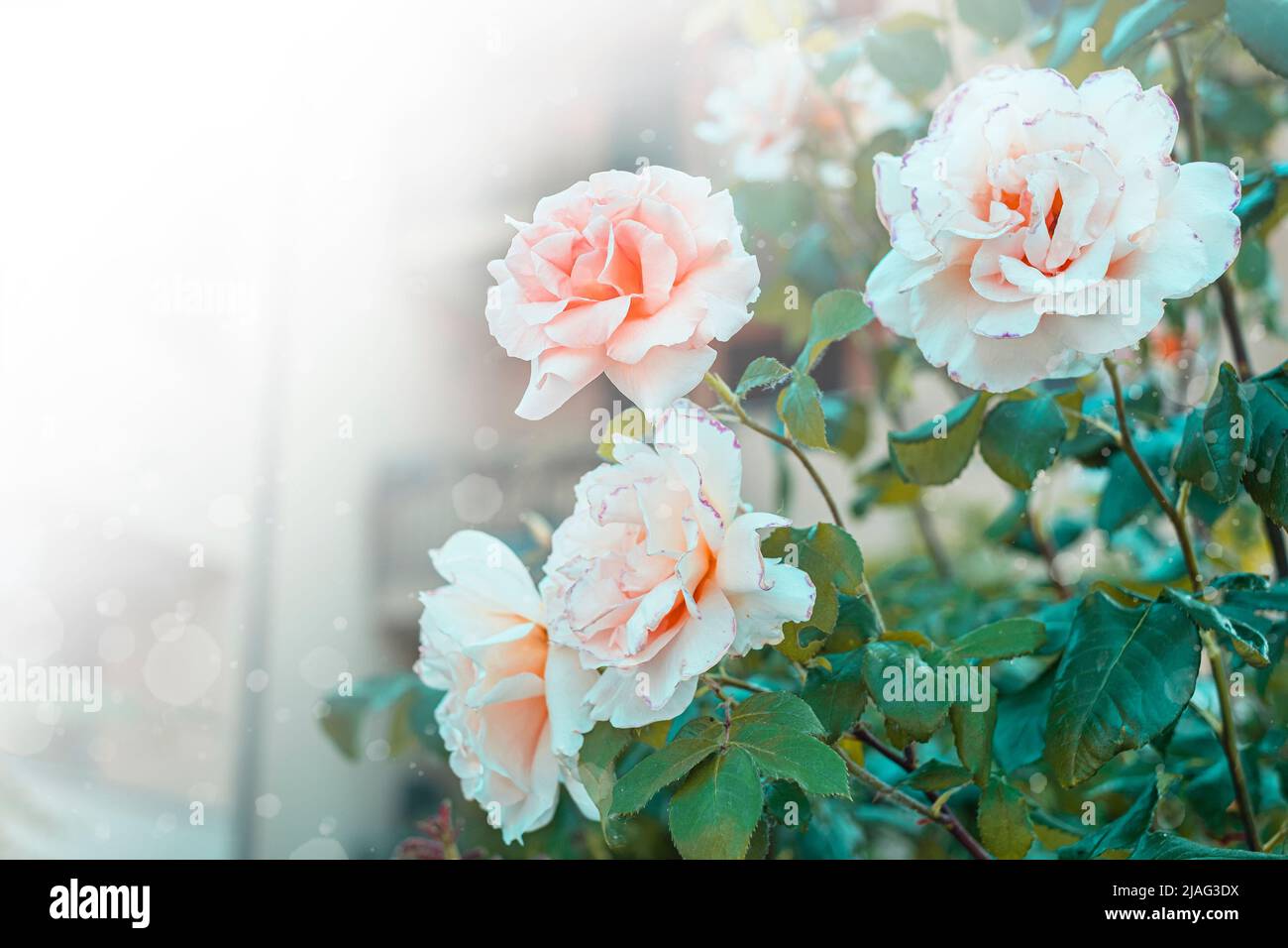 Bush roses hi-res stock photography and images - Alamy