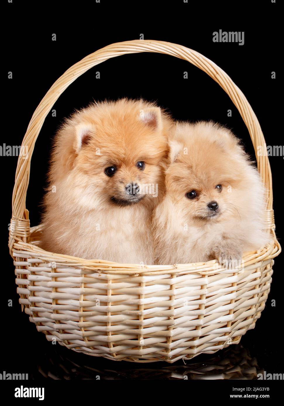 Two beautiful Pomeranian Spitz puppies sitting in a wicker basket on a black background in the studio. Pets. Stock Photo