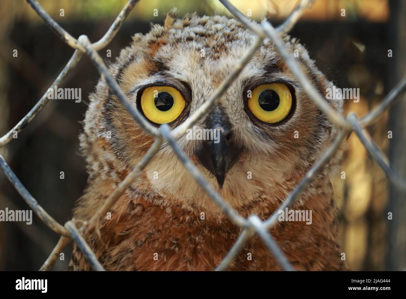 A little owl behind in its cage. Big yellow and black eyes Stock Photo