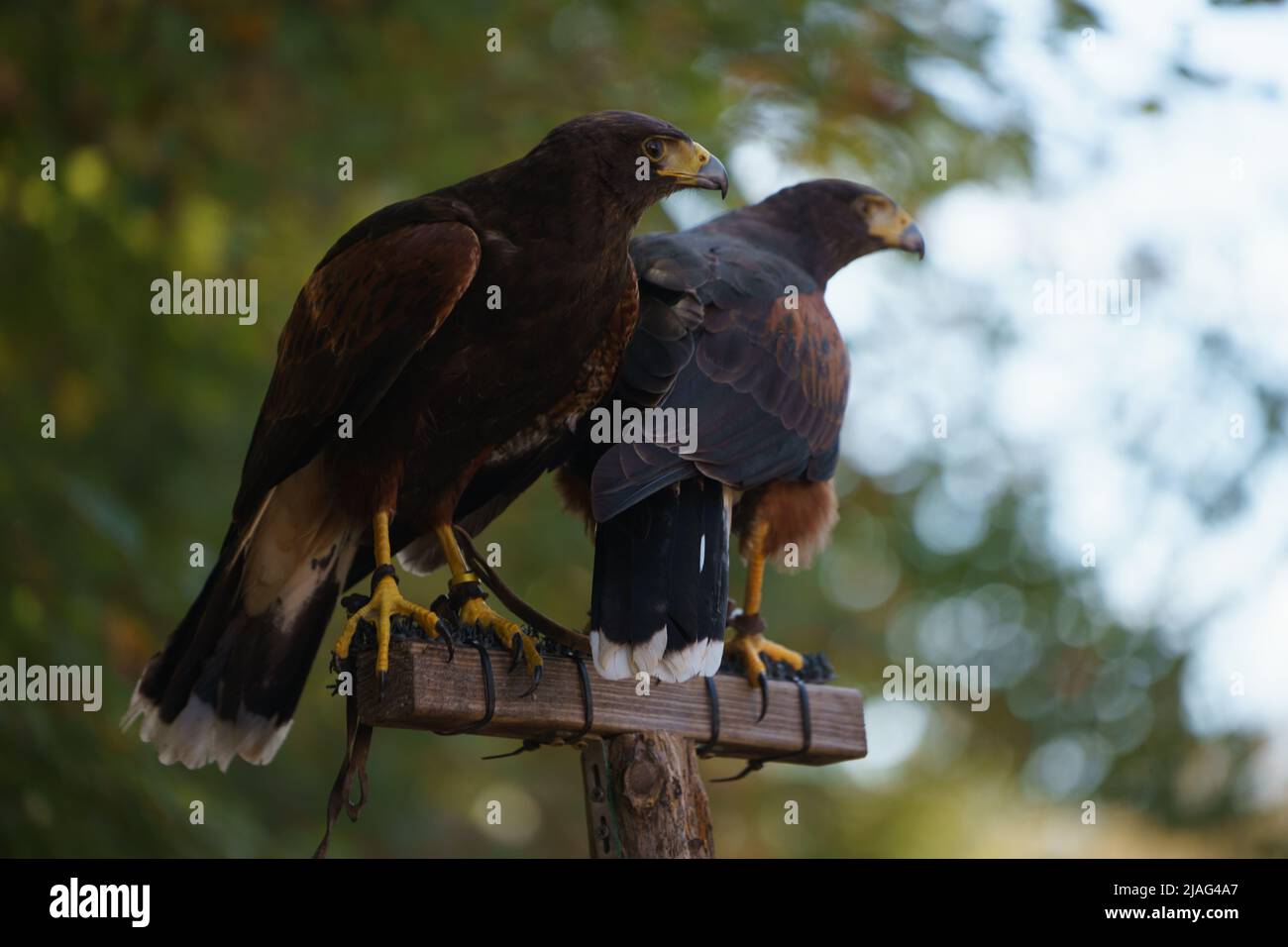 Awesome nature and animals hi-res stock photography and images - Alamy