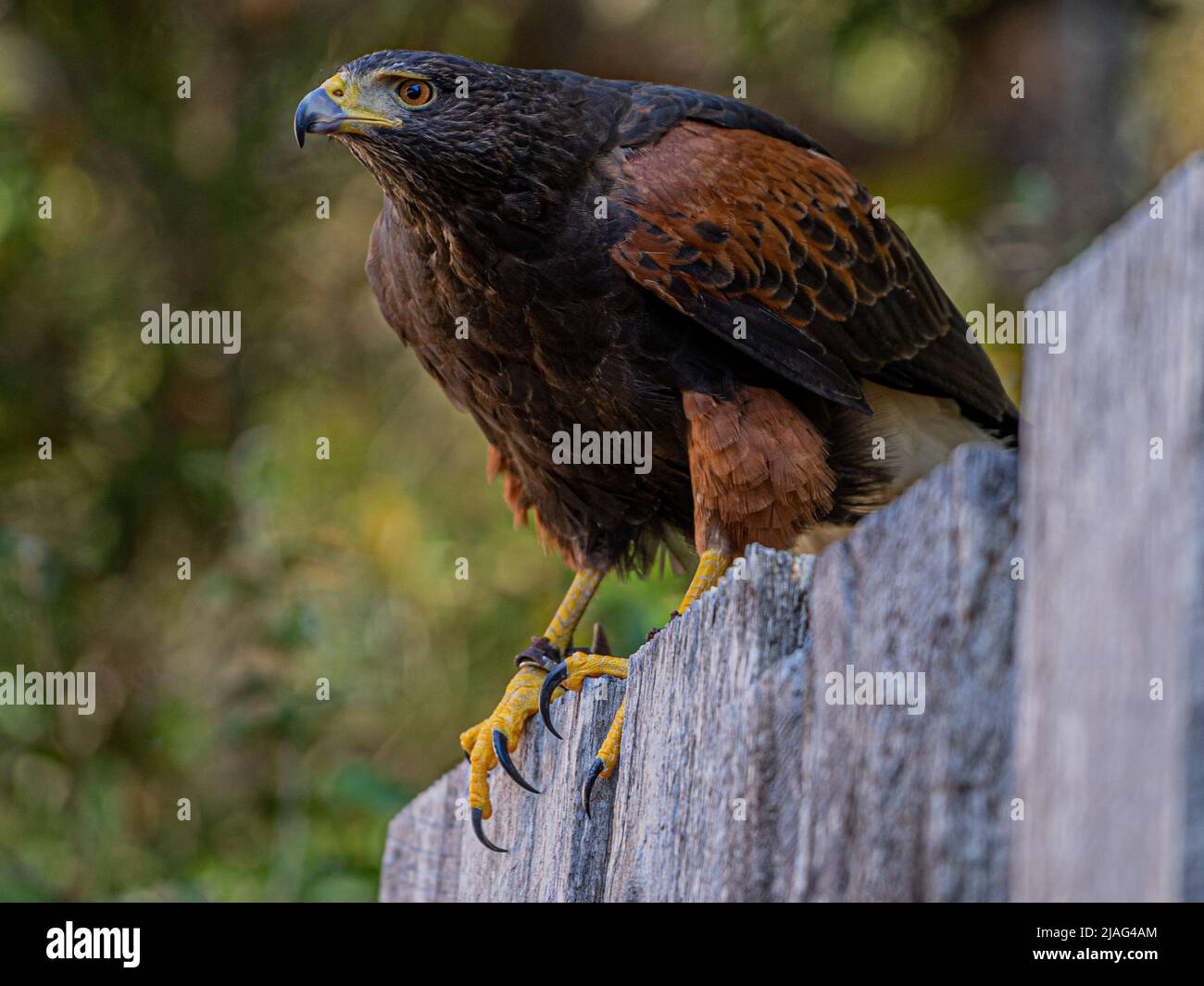 Best zoo hi-res stock photography and images - Alamy