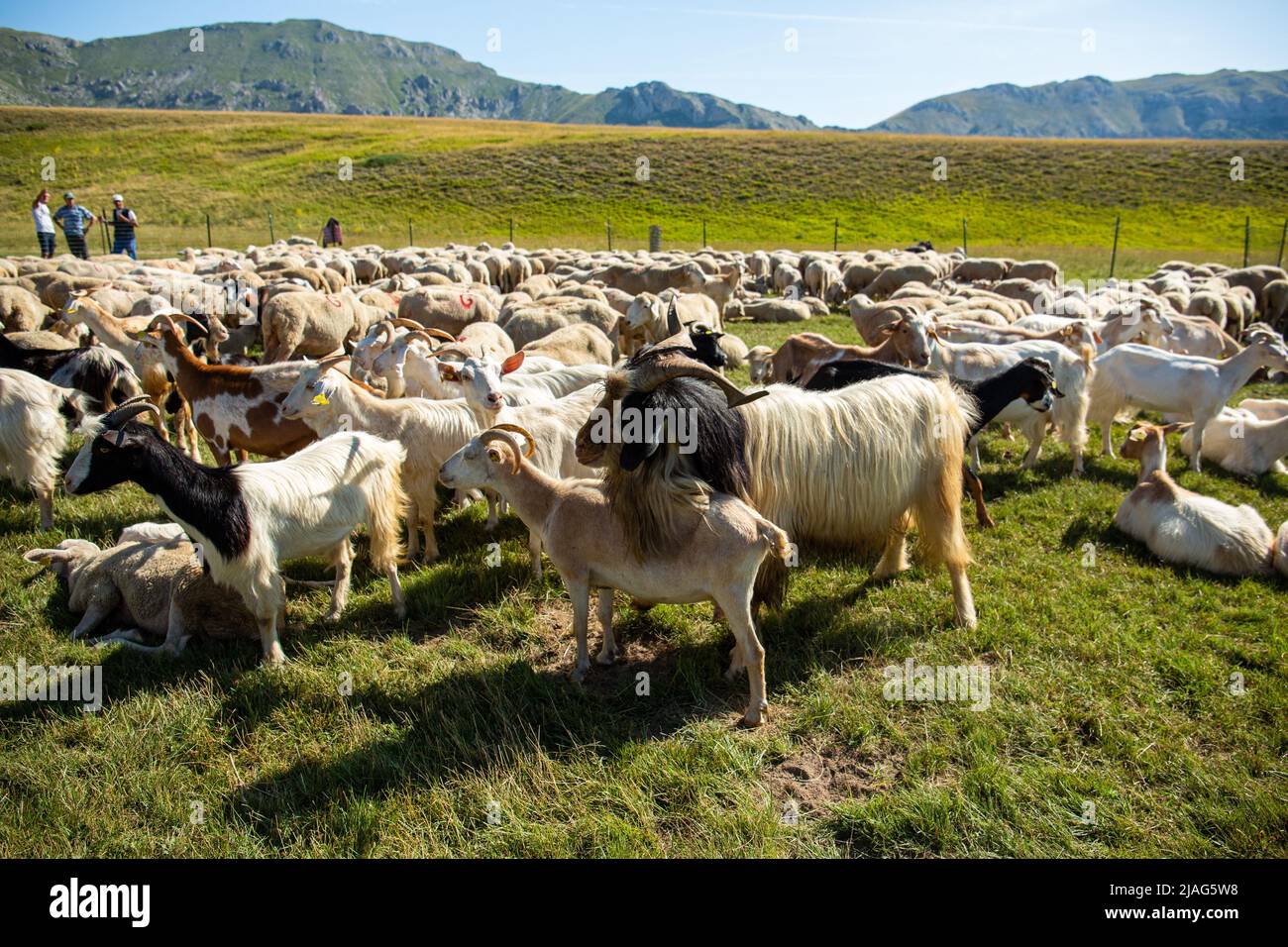 Herd of goats with male billy goat outdoors on a meadow in the