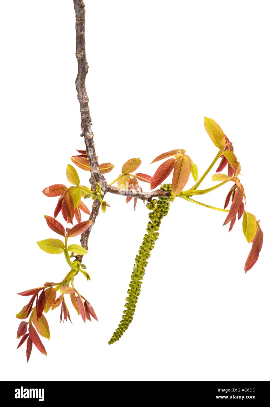 Walnut catkin and young leaves isolated on white Stock Photo