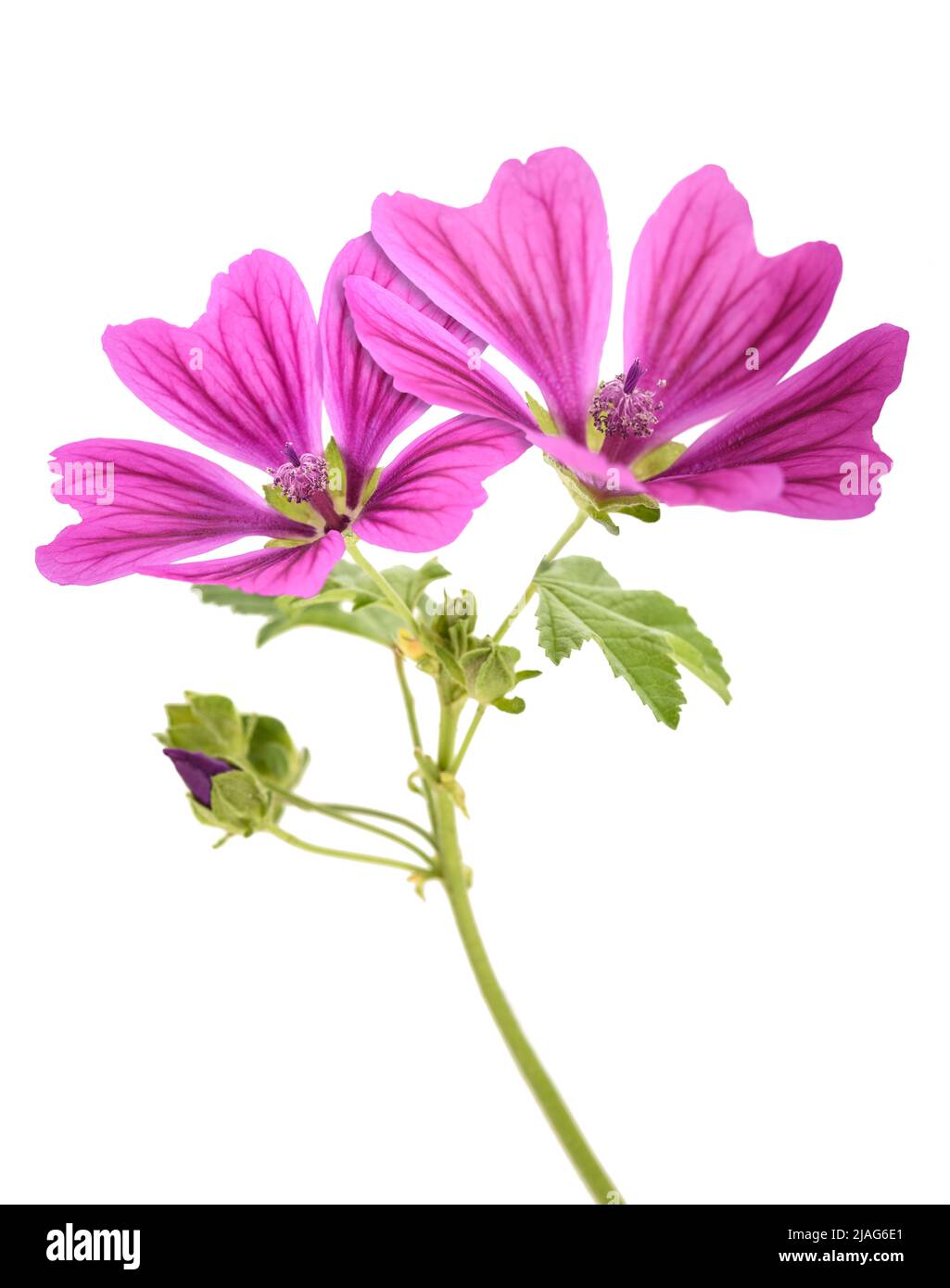 Mallow flowers isolated  on white background Stock Photo