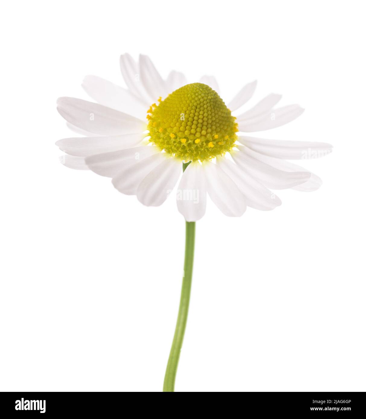Chamomile flower hi-res stock photography and images - Alamy