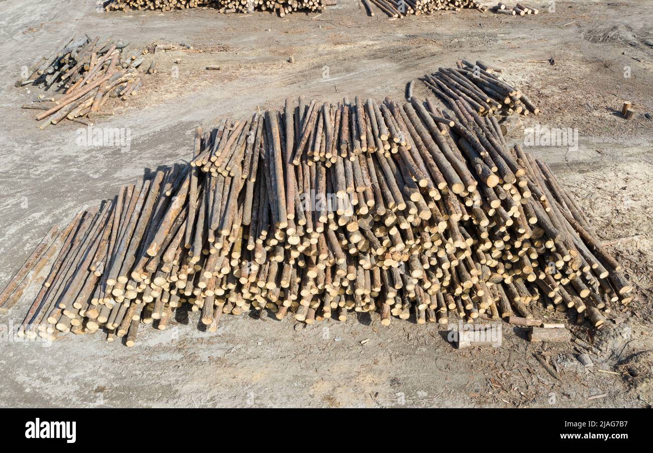 Stacked and processed tree trunks an on outside storage. lumber industry Stock Photo