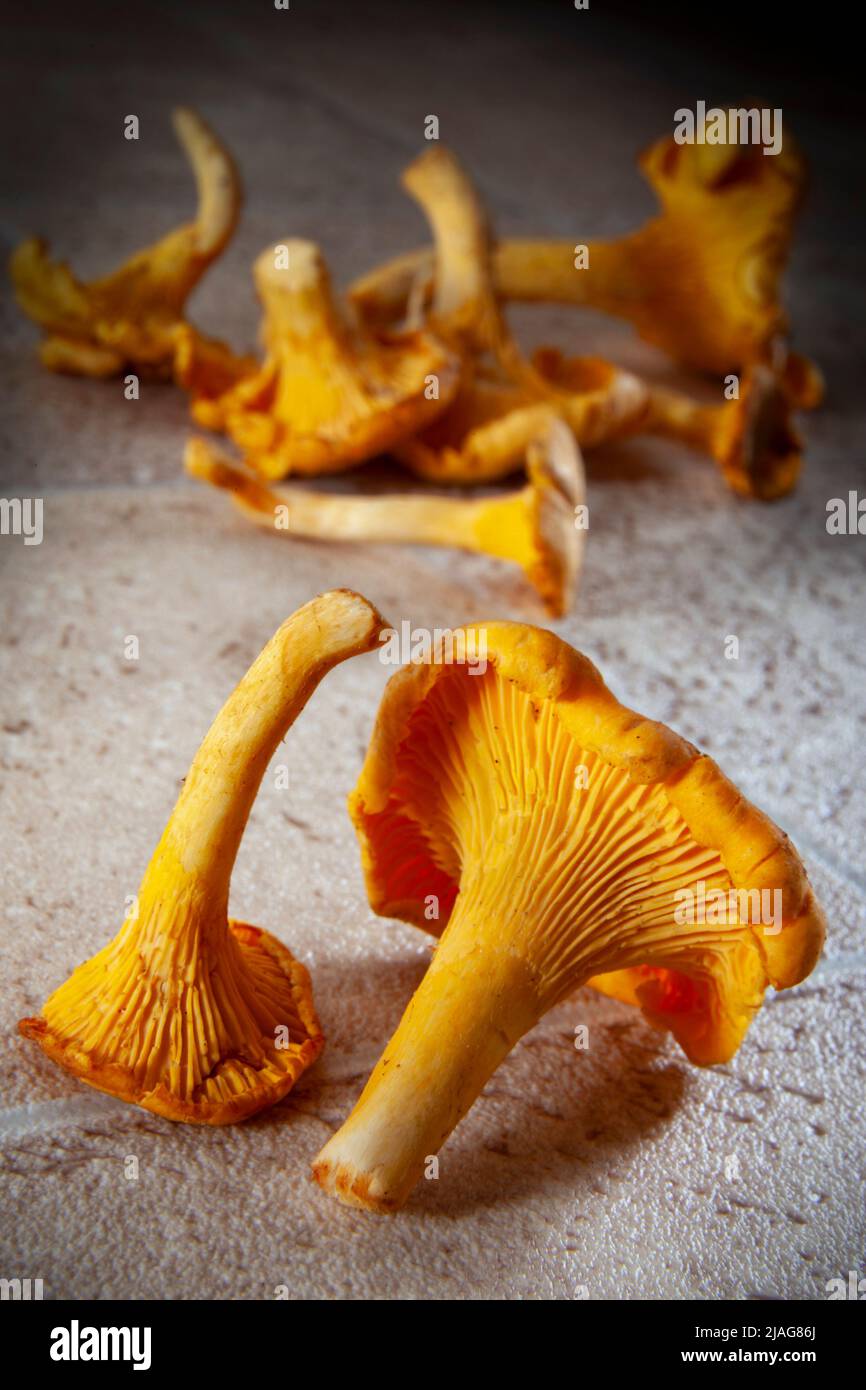 Food Selection of Chanterelle edible mushrooms Stock Photo Alamy