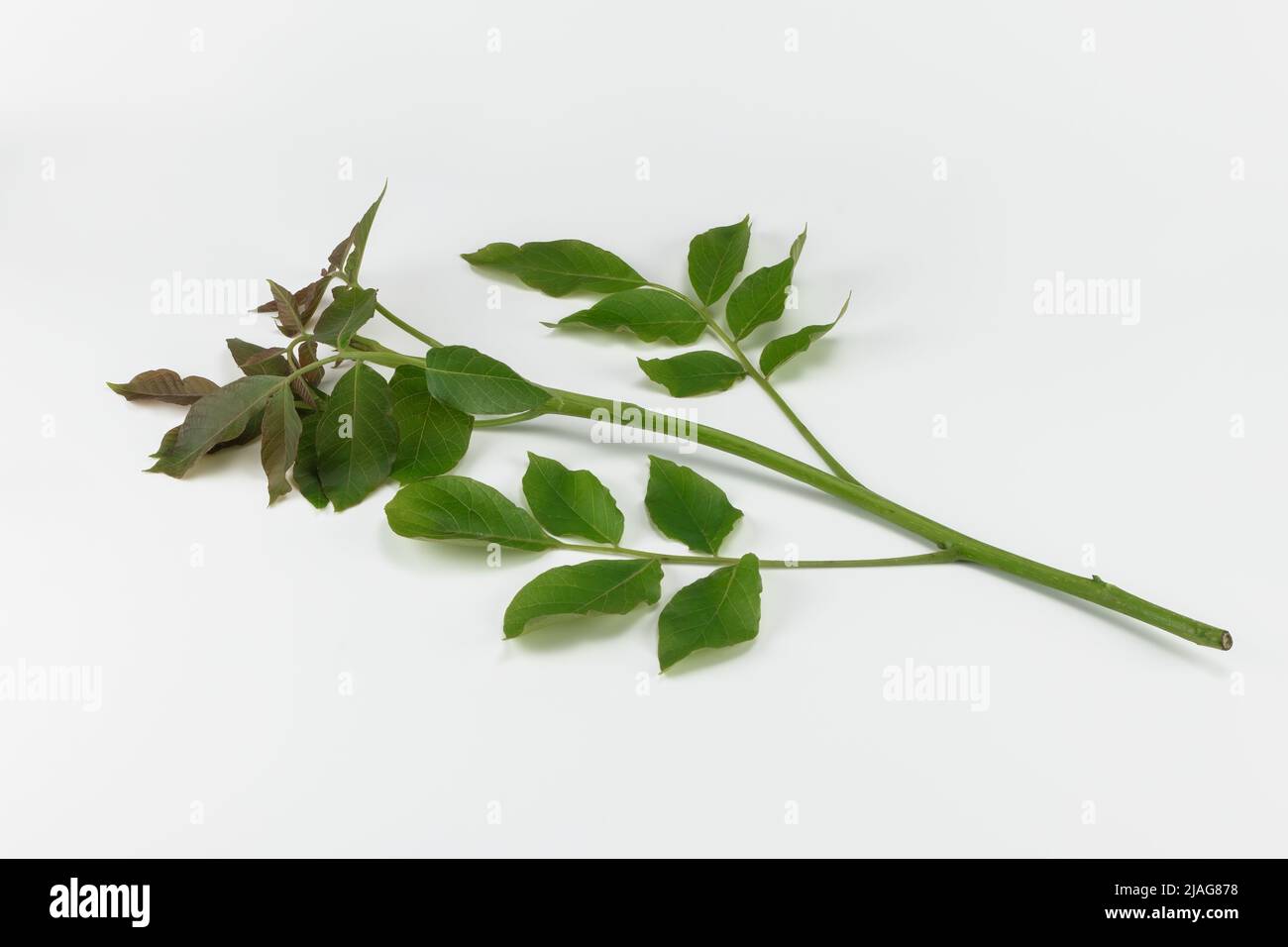 Young walnut twig with leaves isolated on white background. Stock Photo