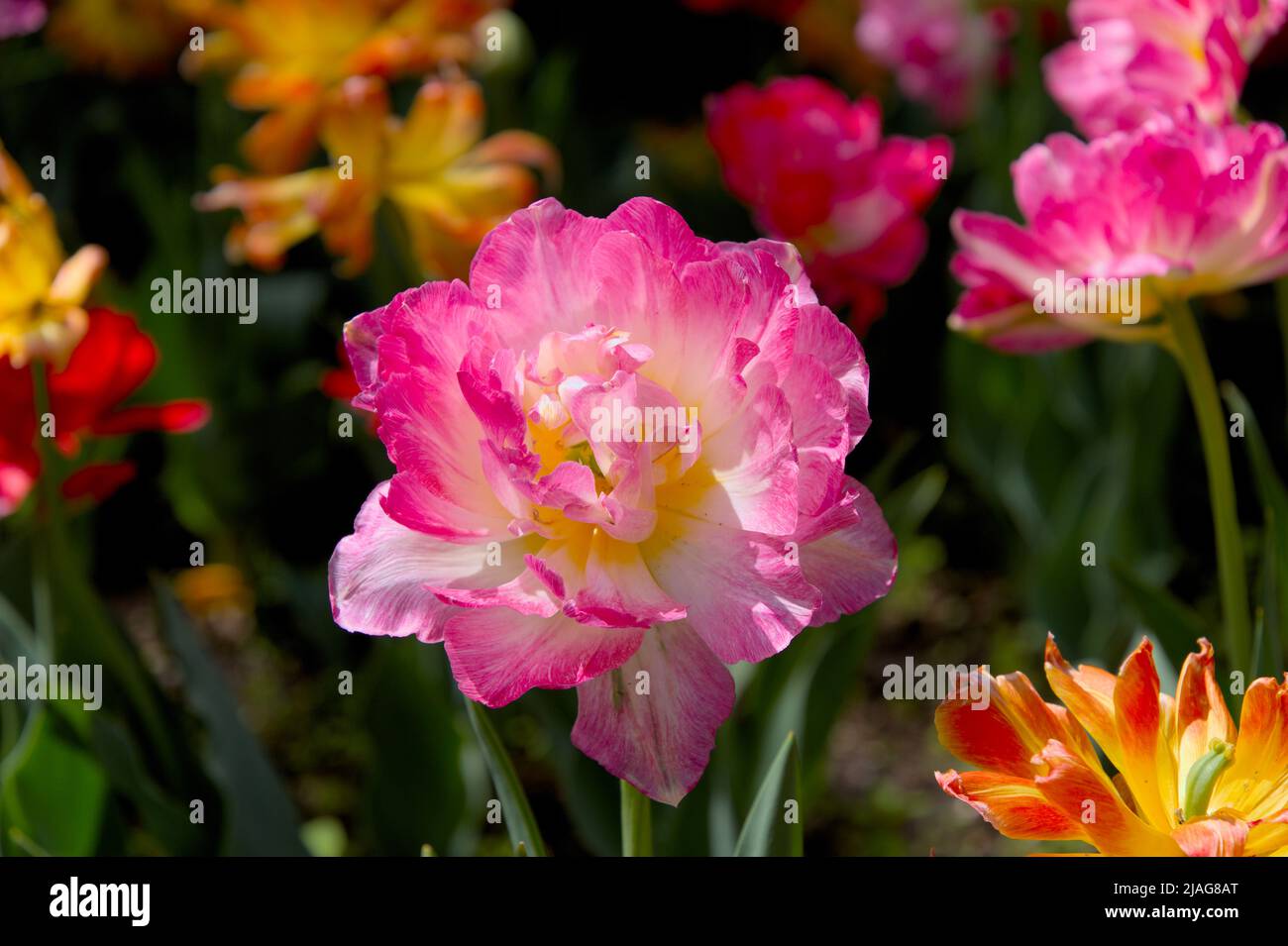 Beautiful pink double tulip in a Spring garden in Ottawa, Ontario, Canada. Stock Photo