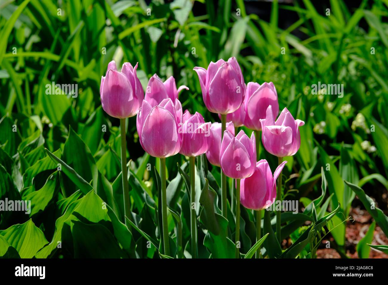 Beautiful pink tulips in a Spring garden in Ottawa, Ontario, Canada. Stock Photo