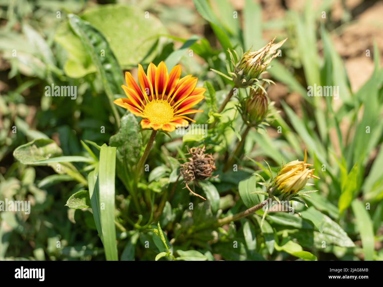 Blooming gazania linearis flower with green leaves in spring Stock Photo