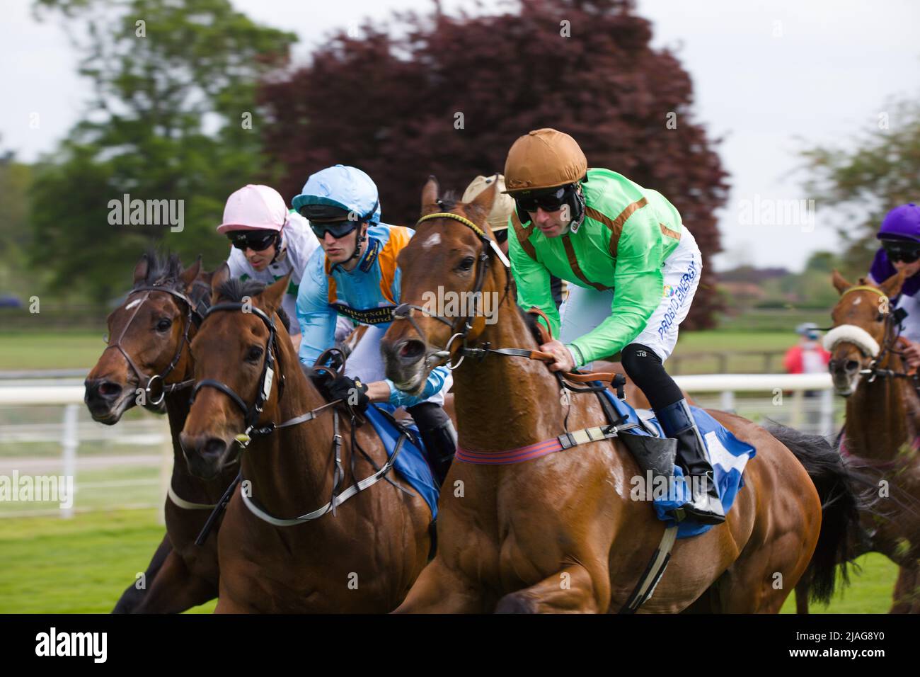 Horses galloping away from the start at York Racecourse. Stock Photo