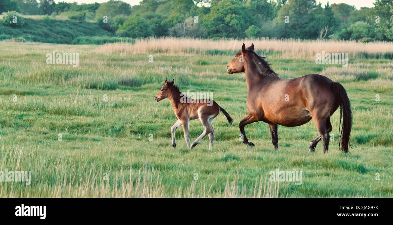 A heavily pregnant mare and her foal Stock Photo