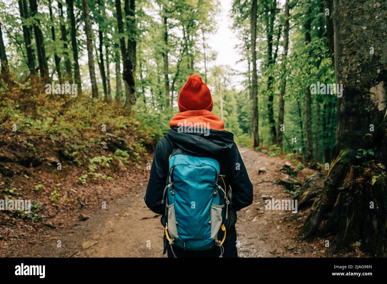 View from the back of a woman hiker in a hat with backpack walks along ...