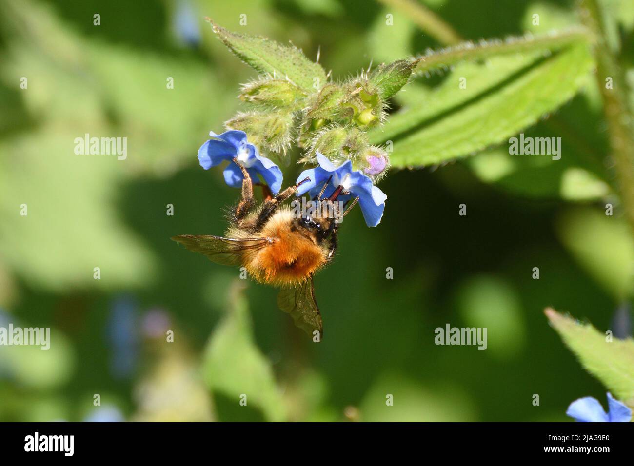 Common Carder Bee feeding on nectar from green wildflowers