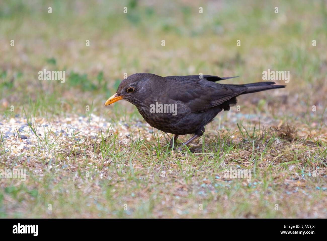 foraging blackbird, Turdus merula, male on the ground in the grass with orange bill and dark to black plumage Stock Photo