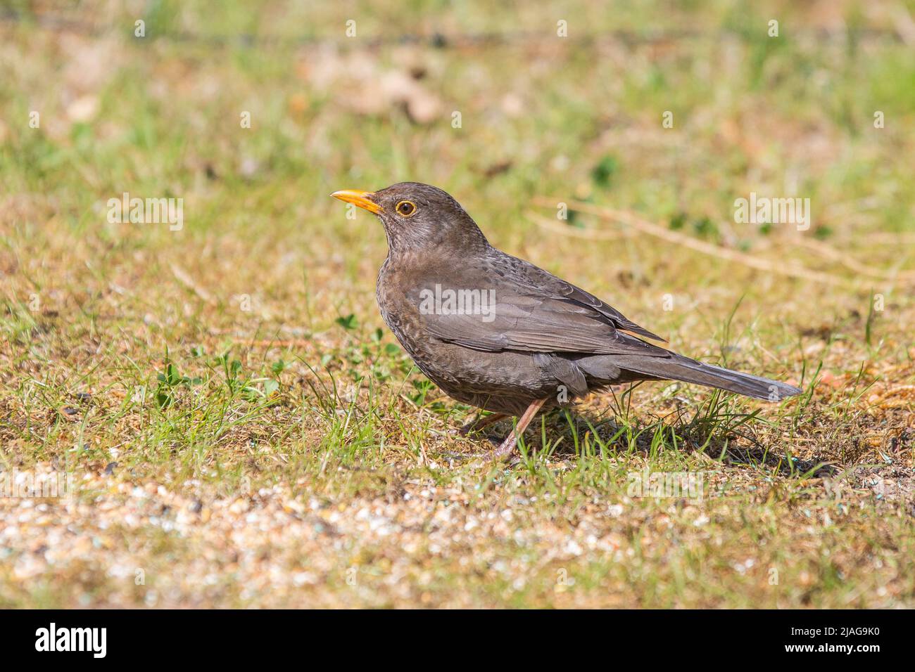 foraging blackbird, Turdus merula, male on the ground in the grass with orange bill and dark to black plumage Stock Photo
