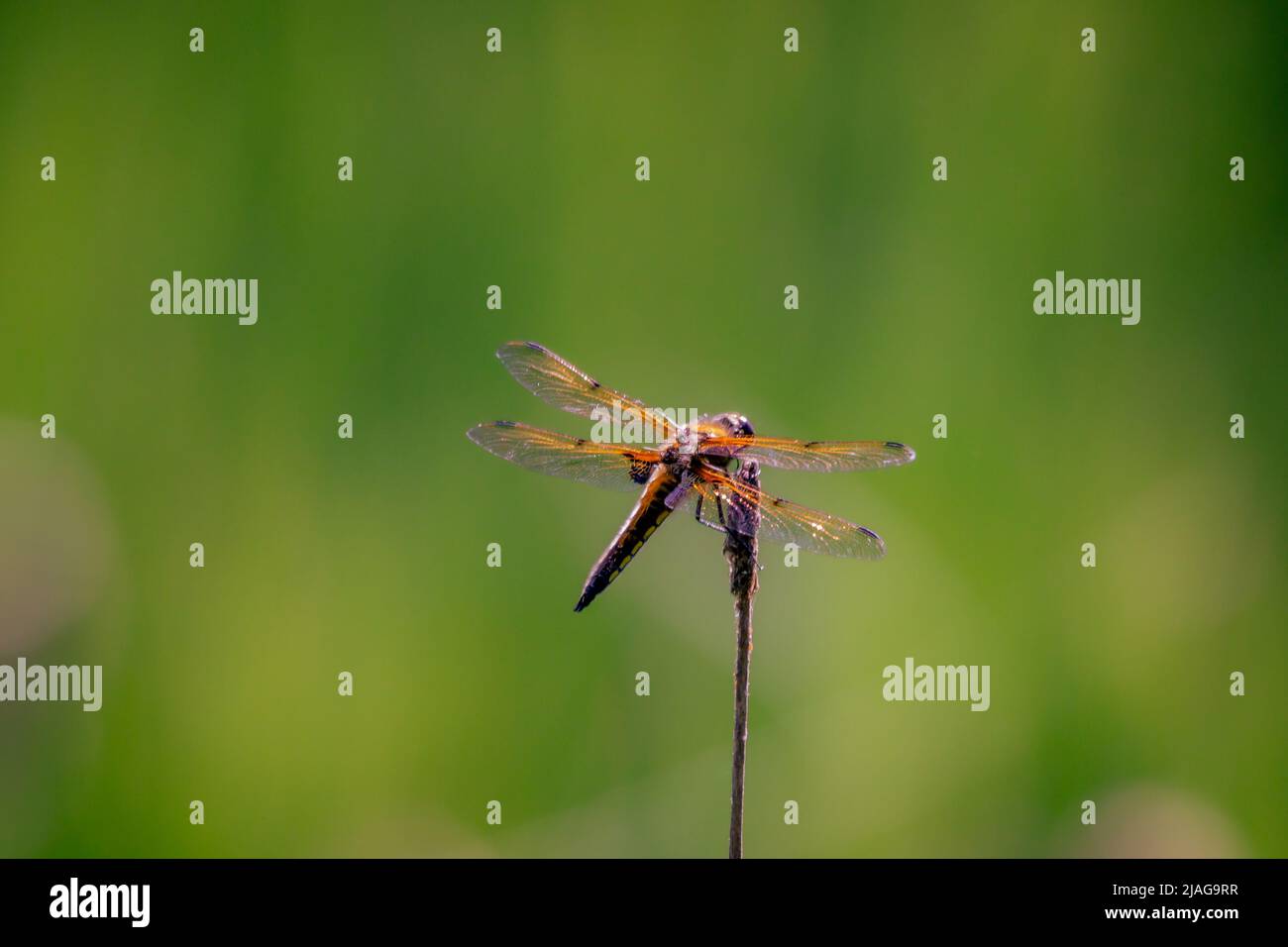 dragonfly sitting on a green background color Stock Photo - Alamy